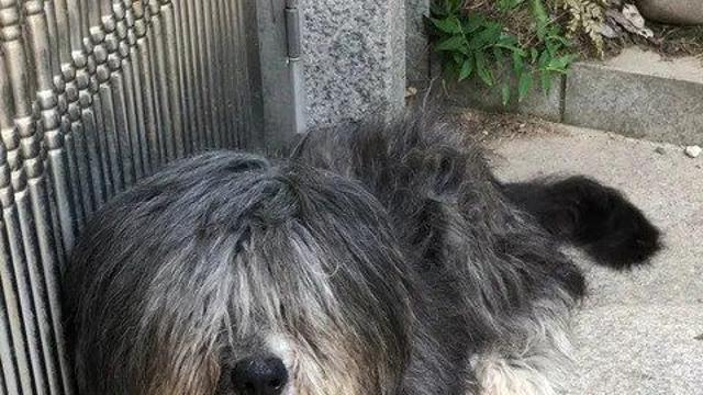 삽살개 삭발 전 후
