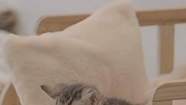 품종묘한테 빼앗긴 길냥이