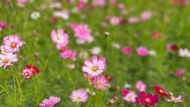 가을 꽃, 가을 먹거리 가득한 2025 가을 축제 총정리