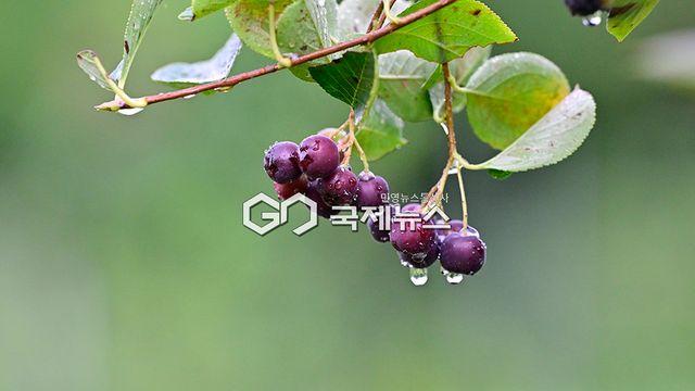 [오늘날씨] '가뭄' 강릉 최고 100㎜ 비...수도권·충청 등 시간당 50㎜ 폭우