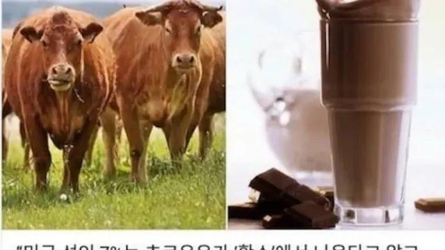 초코우유의 비밀