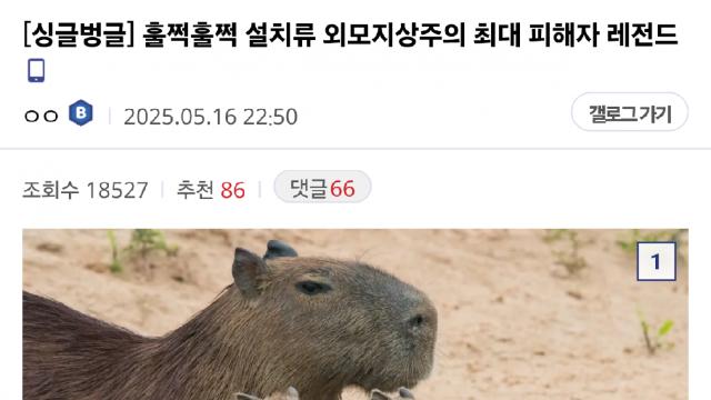 설치류 외모지상주의 폐해