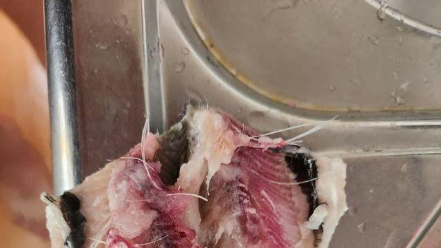활전어 배송받았는데 사기당했다
