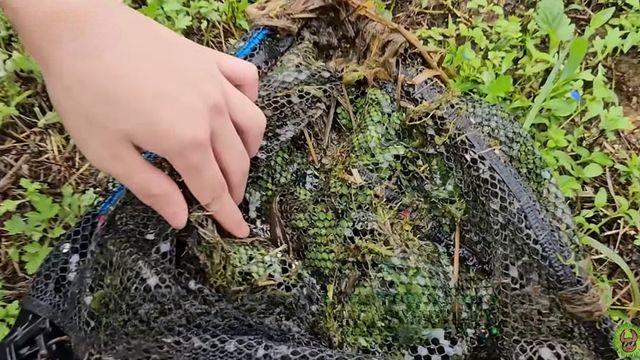 “생각지도 못한 게 나왔다” 한국 농수로에서 잡힌 물고기 정체