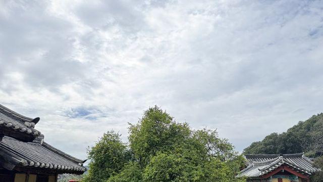 문경 장수황씨 종택 탱자나무,.jpg