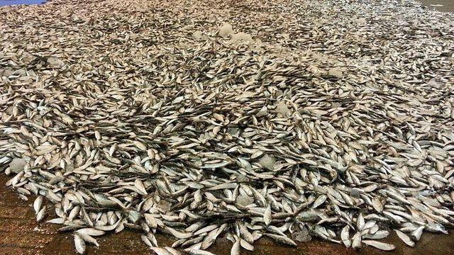 7400톤 쏟아졌다…작년엔 없어서 못 먹었는데 가격 반토막 난 '국민 생선'