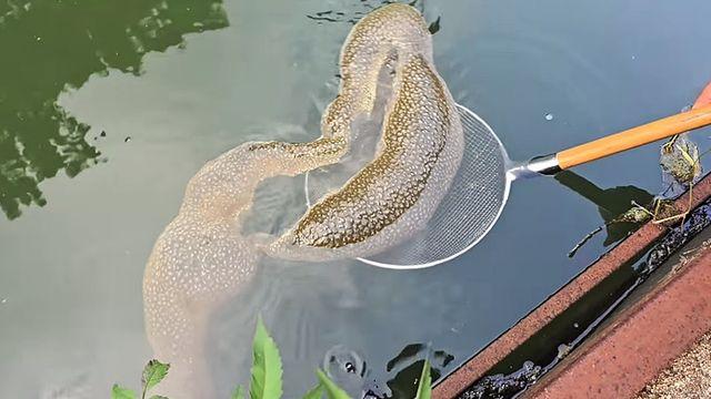 이게 동물이라고?! 한국 저수지서 잡힌 '최대 2m 괴생명체' 정체