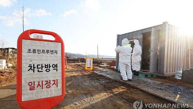 올 시즌 첫 고병원성 AI…경기 파주 토종닭 농장서 발생