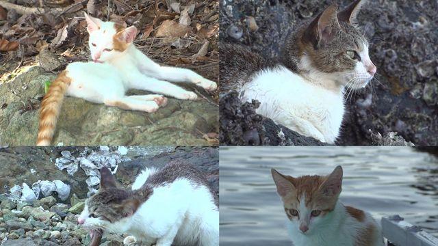 ‘동물농장’ 고양이 가족의 무인도 표류기…대체 무슨 일?