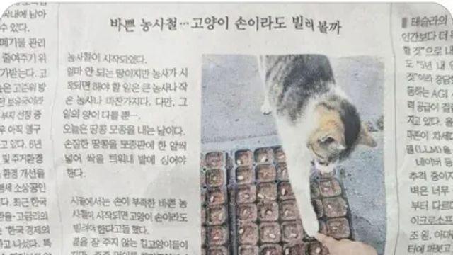 고양이도 농사 거들던 시절.jpg,,