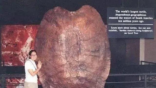 1300만년 전 살았던 고대 거북이의 크기,,