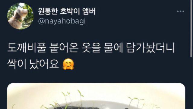 강아지 옷 물에 담가두면 생기는 일