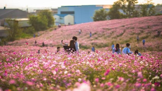 역시 가을엔 이곳… 전국 여행객 모이는 ‘코스모스 명소’ 4곳