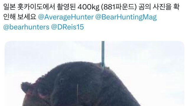일본 북해도에서 포획된 불곰
