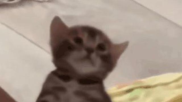아기 고양이
