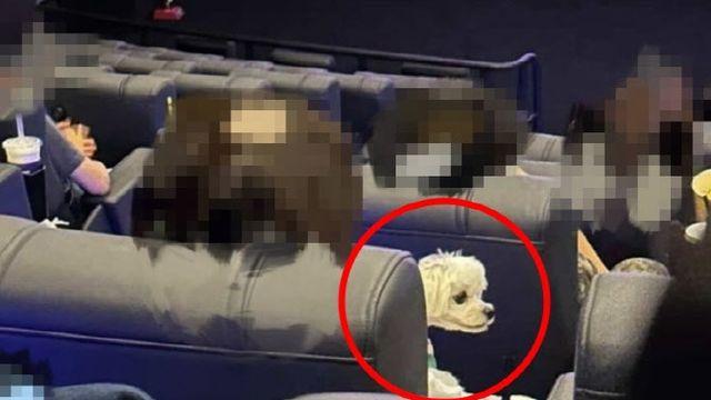 개 안고 영화관 논란...반려견 극장 1호, 실제 한국 있었다