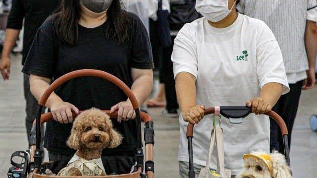 한국에서 아기보다 많은 유모차..jpg
