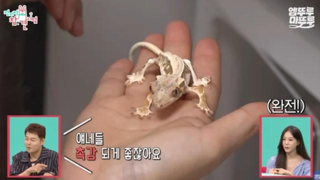 한지은 도마뱀 ‘방치 의혹’ 논란에 파충류 유튜버 '반응' 보였다