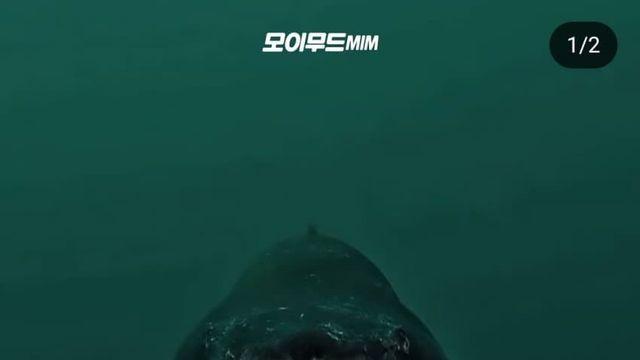 남아공 바다에서 목격된 톱니상어
