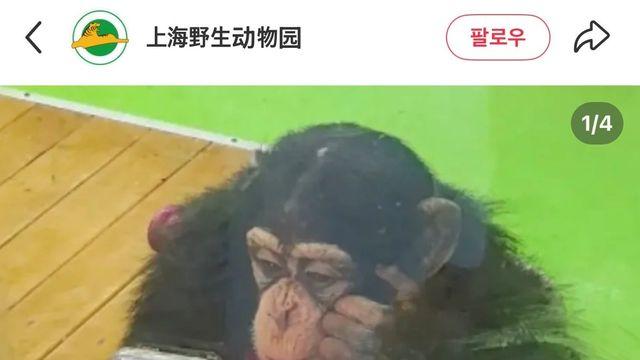 “스마트폰은 안 돼”… 中 상하이 동물원, 두 살 침팬지에 금지령