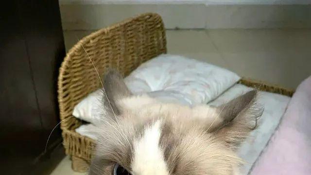 랙돌