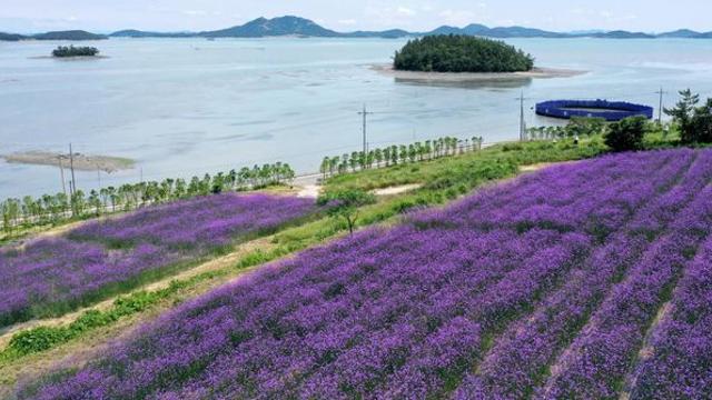 200만 명 다녀간 ‘세계 최우수 관광마을’… 보랏빛 장관 펼쳐진다