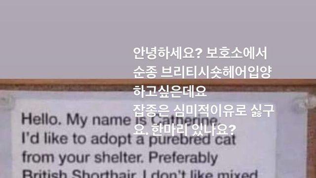 유기견 보호소에서 순혈만 찾는 썰