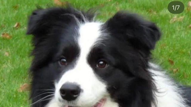 똑똑한개 멍청한개