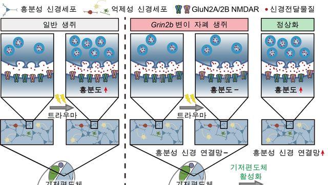 자폐 환자의 과도한 공포·불안 이유 찾았다…뇌 회로 규명