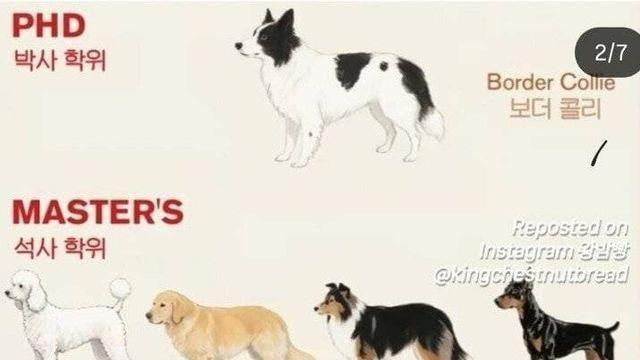 논란이라는 강아지 지능 순위..