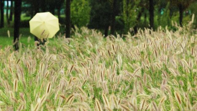 ‘강릉 가뭄’ 급한 불 꺼준 가을 단비…주말까지 이어진다