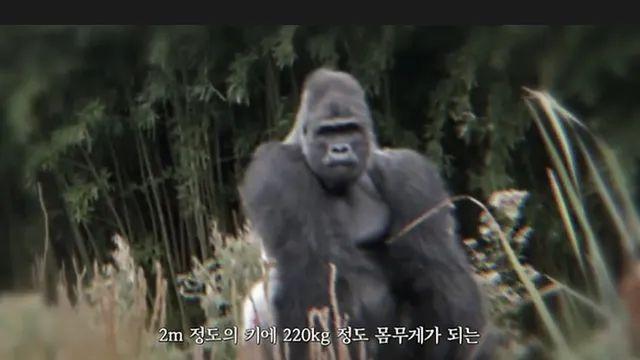 추성훈vs220kg 실버백 고릴라.jpg