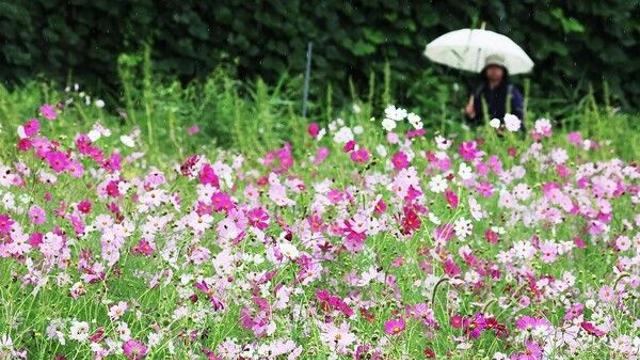 [날씨] 오늘 오전까지 전국에 비…충남·전북 시간당 최대 50㎜ 호우