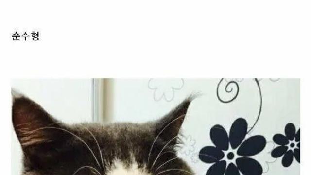 고양이 얼굴 유형들