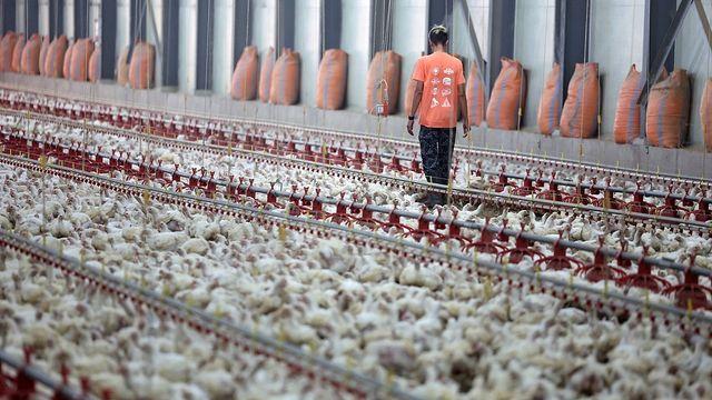 4900만개씩 쏟아지는데 역부족…추석 앞두고 가격 치솟은 '국민 식재료'