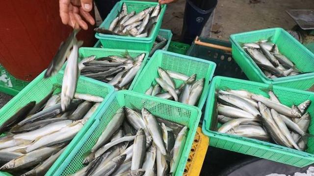 9월부터 집중단속…잡았다간 징역형·벌금 폭탄 맞는 ‘이 생선’ 정체