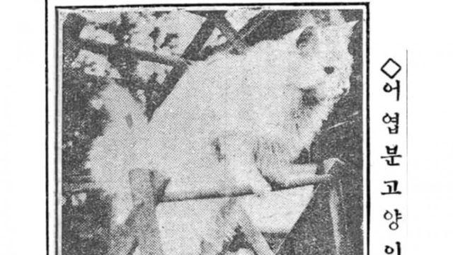 냐옹냐옹 옛날 사람들의 고양이 자랑질