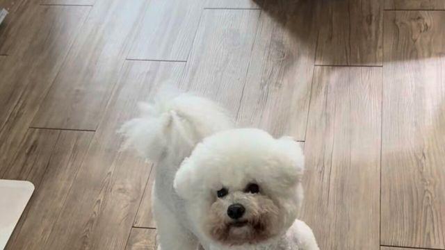 장난감 사달라고 조르는 강아지 ㅎㄷㄷ