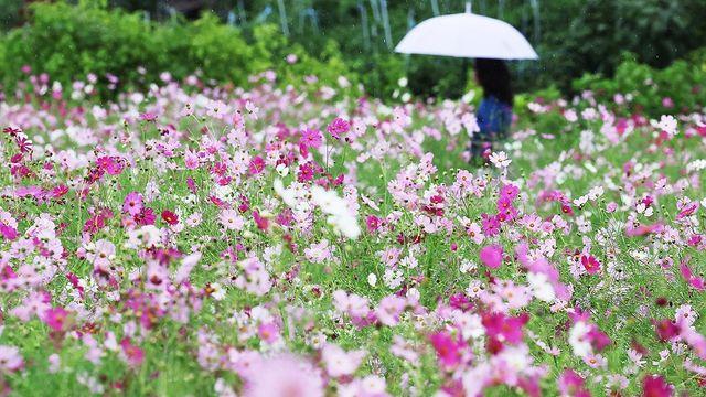 [내주날씨] 수요일 전국 비…일교차 10도 이상 벌어져