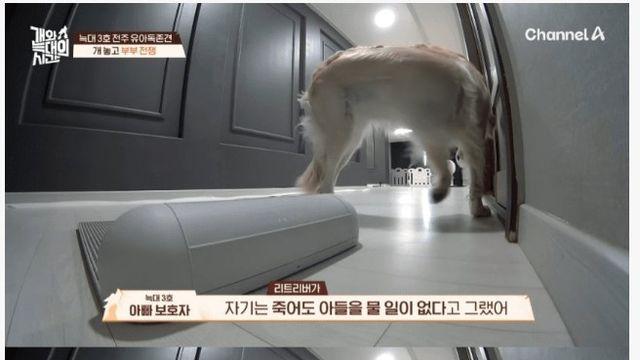 아들을 물어버린 반려견과 엄마 반응