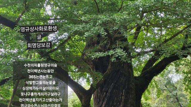 [보감과의 동행133]  영규상사화로환생