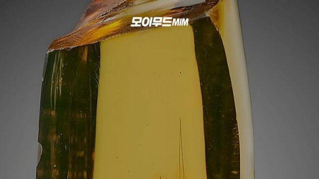 호박 속에 보존된 약 3천만 년 전 사마귀