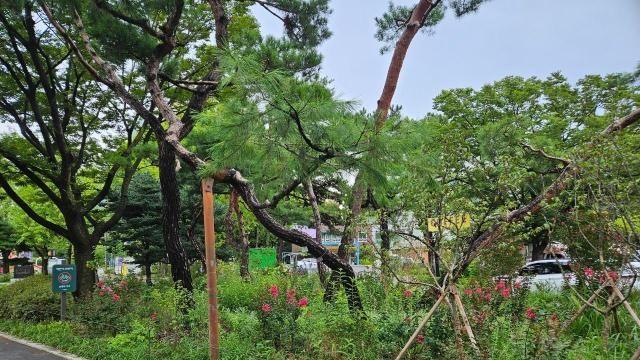 서울시, 7만㎡ '바람길숲' 조성…열섬 완화·탄소중립 도시 앞당긴다