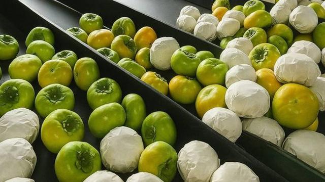 초록빛 돌 때가 진짜 제맛…10월 초 본격 수확 들어가는 ‘이 품종’ 정체