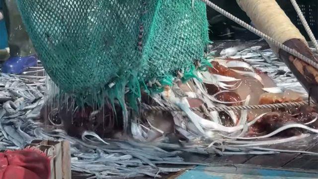 1마리당 5만원짜리 고급 생선이 쏟아진다... 더 넣을 곳도 없을 정도
