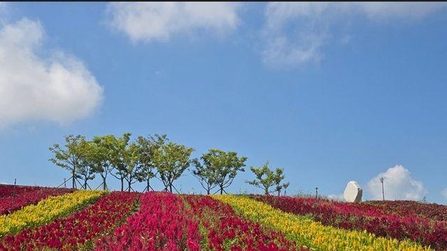 신안 병풍도서 27∼10월 1일 '섬 맨드라미 축제'