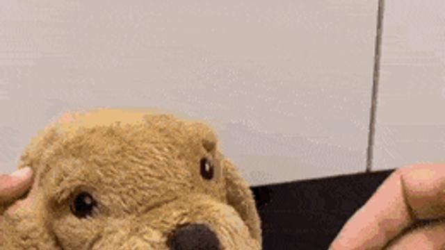 강아지 약 먹이기.