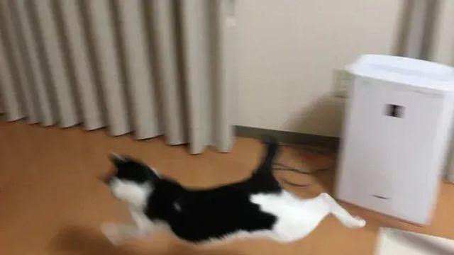 일본의 실패한 단또 사진찍기 대회