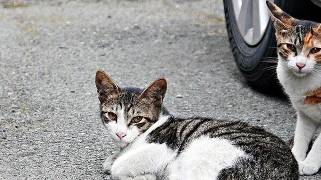 일본서 길고양이 10마리 '다리 절단'…고의성 수사 착수