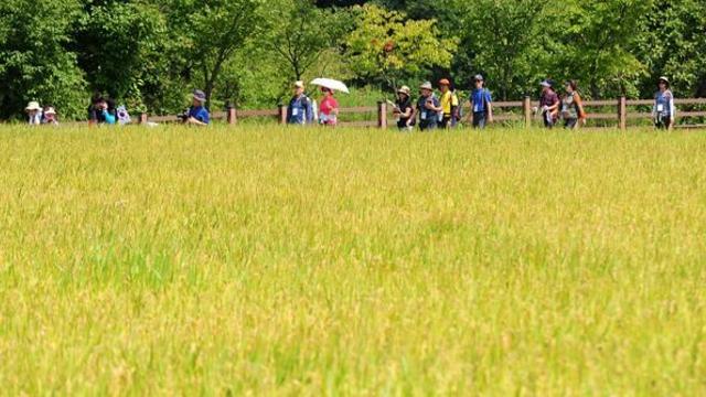 놓치면 1년 기다려야 한다… 꼭 알아야 할 ‘10월 추천 여행지’ (강원)